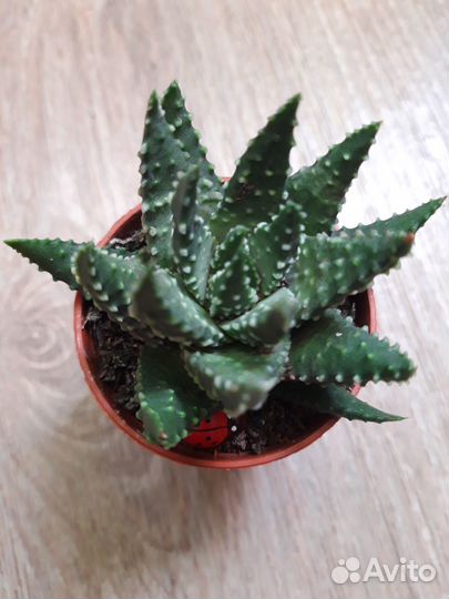 Суккуленты