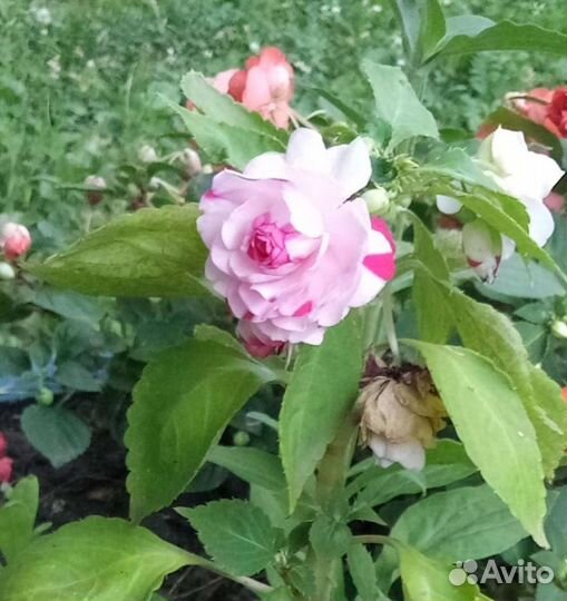 Бальзамин махровый, Ванька мокрый