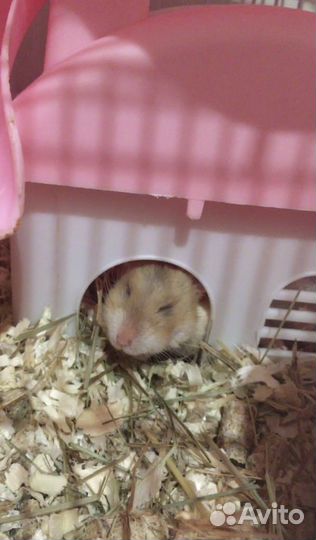 Джунгарский хомяк