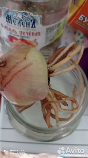 Валлота, комнатное растение