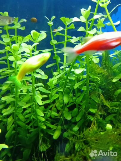 Аквариумное растение