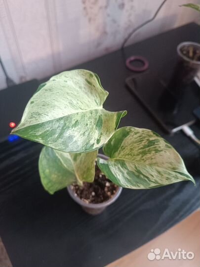 Сциндапсус Хэппи лиф