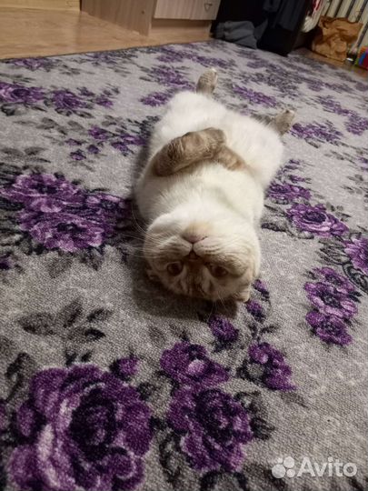 Вязка шотландская кошка