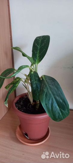 Диффенбахия