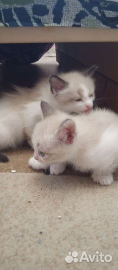 Котята