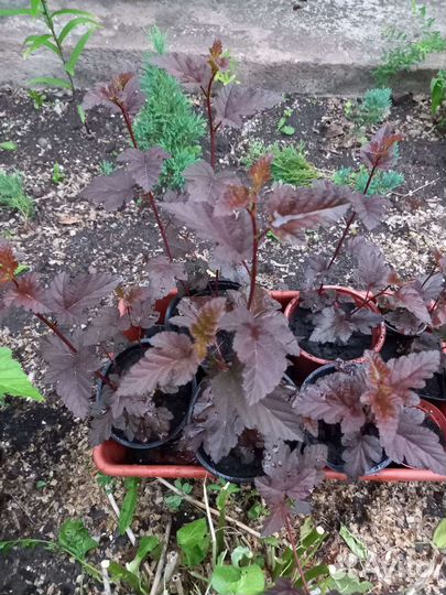 Декоративные кустарники, цветы многолетние