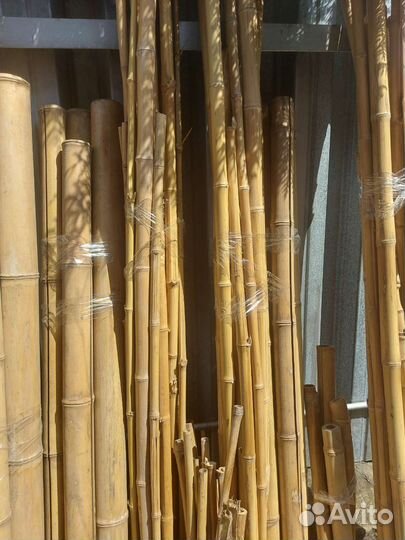 Ствол бамбука ландшафт дизайн