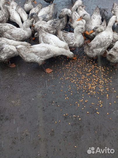 Пекинская утка