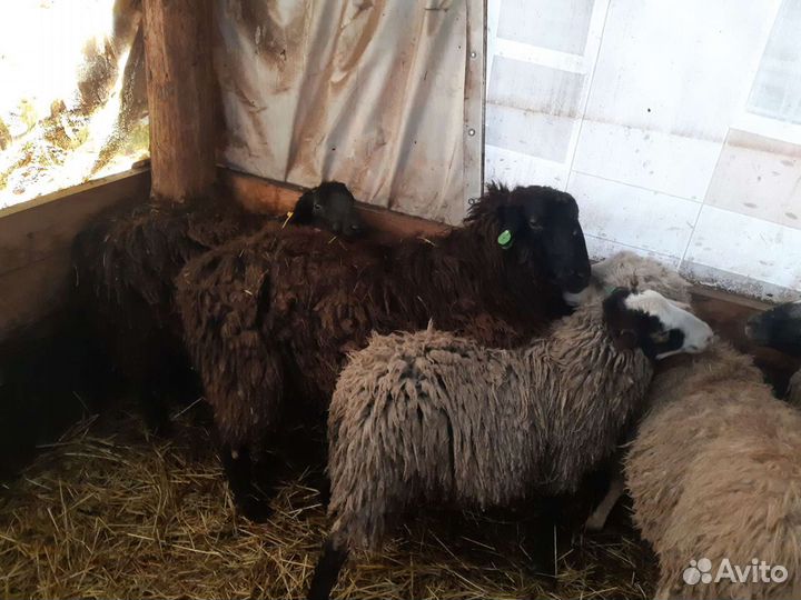 Овцы бараны