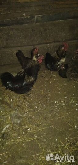 Петухи