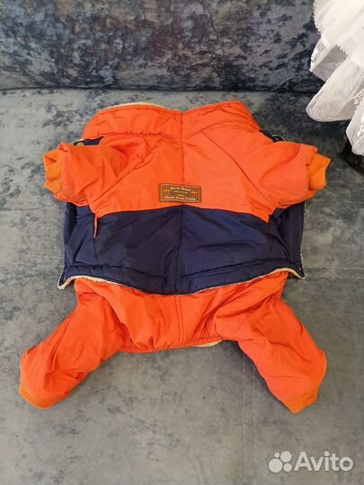 Одежда для небольшой собачки пакетом, йорк, шпиц