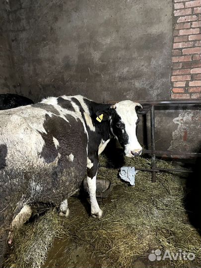 Коровы стельные дойные