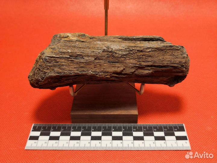 Окаменелое дерево. Окаменелость