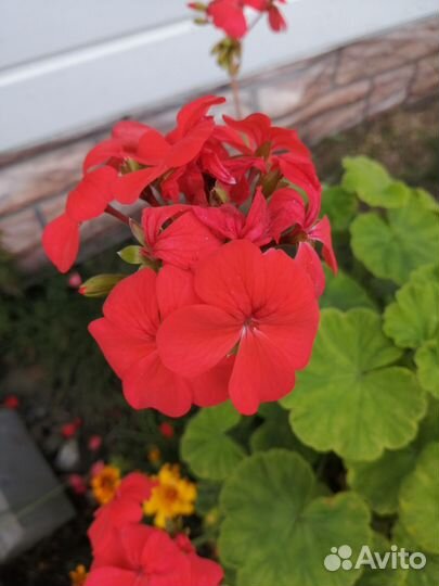 Герань пеларгония