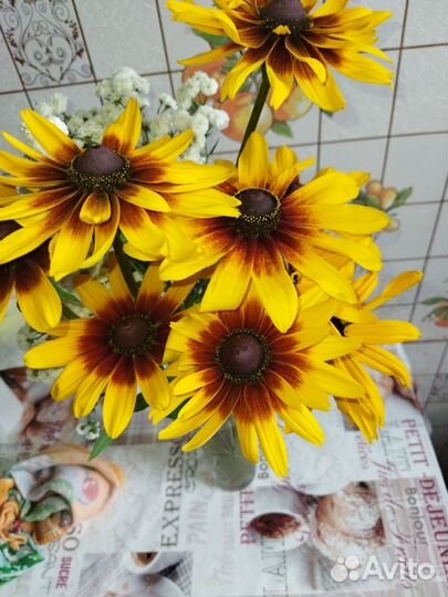 Рудбекия, хоста