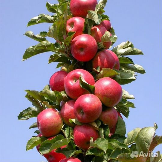 Саженцы колоновидной яблони Валюта