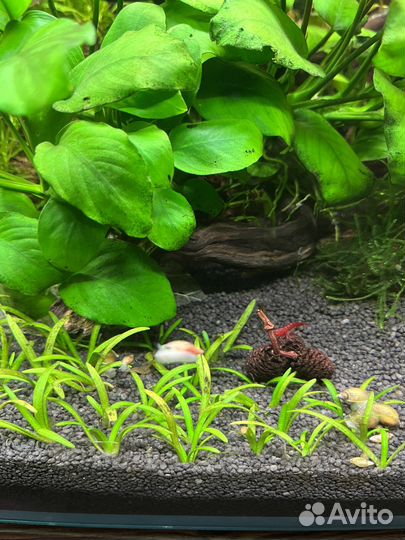 Улитка Покемон