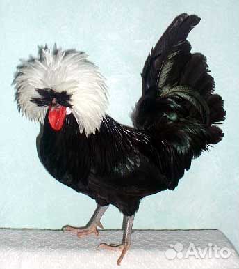 Инкубационное яйцо