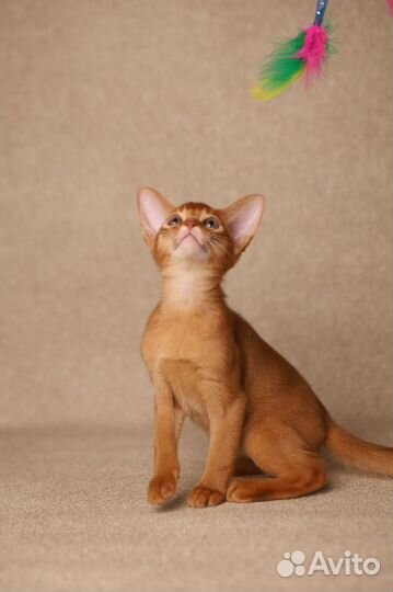 Абиссинский котёнок — девочка соррель
