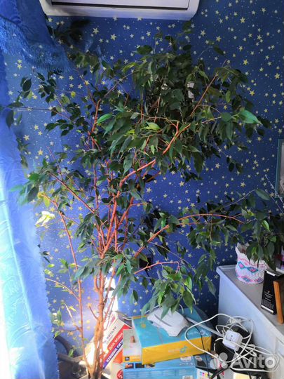 Лимонник декоративный