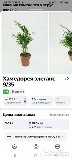 Пальма хамедорея