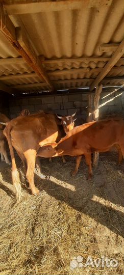 Корова с теленком