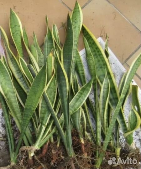Сансевиерия лауренти