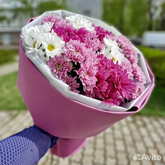 Цветы Хризантемы
