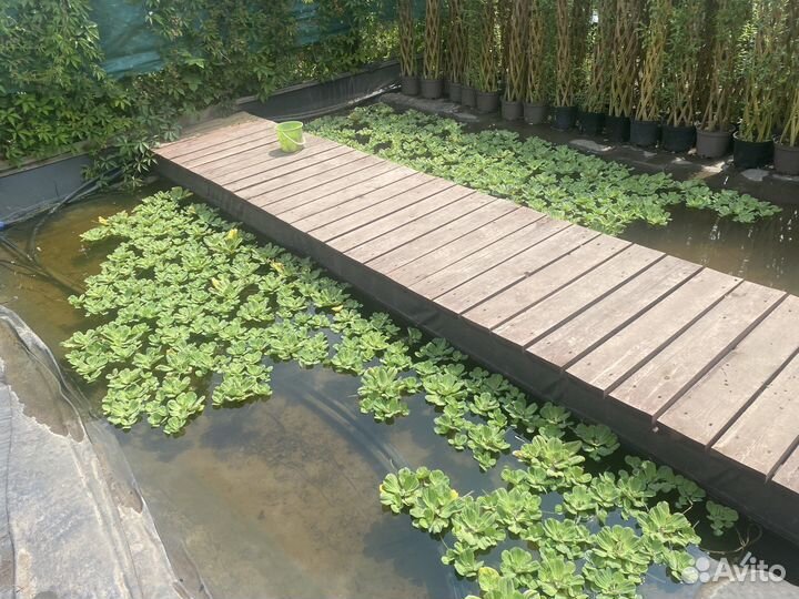 Пистия водное растение