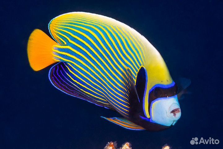 Ангел императорский