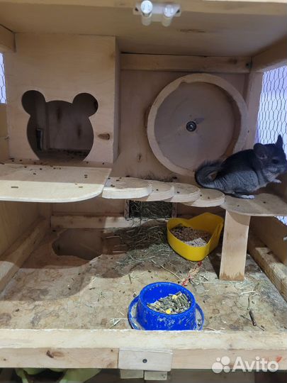 Шиншилла со всем комплектом