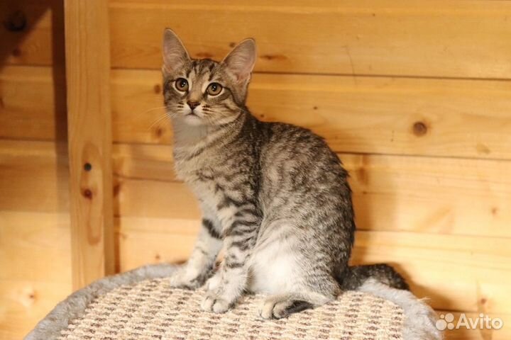 Красивые котята метисы в дар