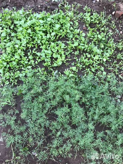 Семена, специи