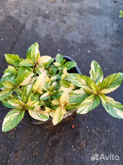 Сортовая мята и пряные травы