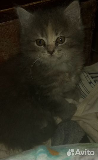 Котёнок- девочка