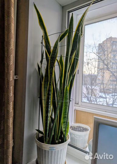 Сансевиерия трехполосная 110 см