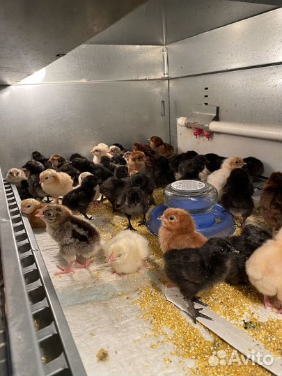 Инкубационное яйцо кур несушек