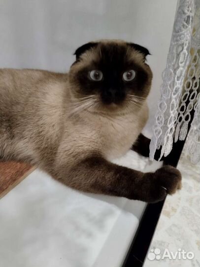 Кошка
