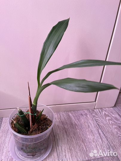 Орхидея зигопеталум пелорик