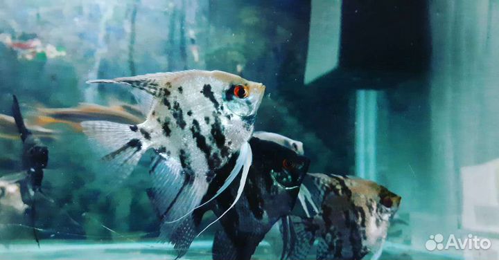 Аквариумные рыбки