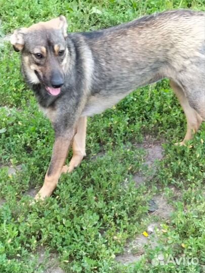 Маленькая собака в добрые руки бесплатно