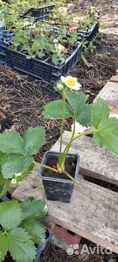 Саженцы клубники