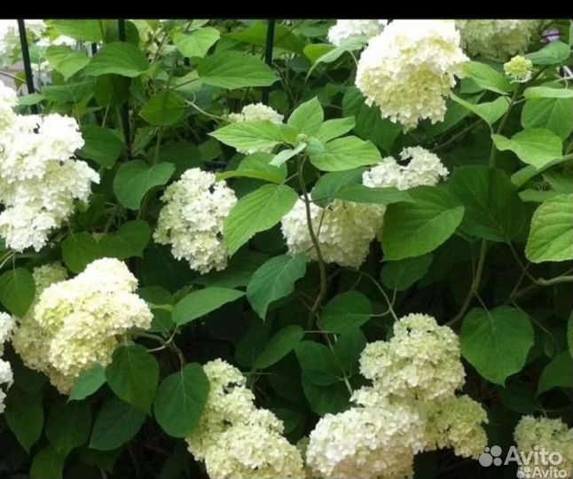 Гортензия Анабель, древовидная,двухлетки,зксбелая