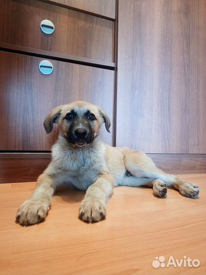 Щенок 2-3 месяца в добрые руки