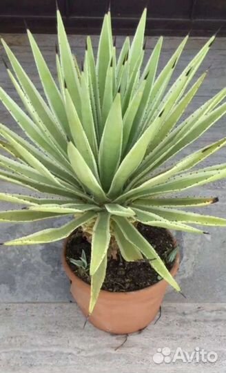 Агава голубая