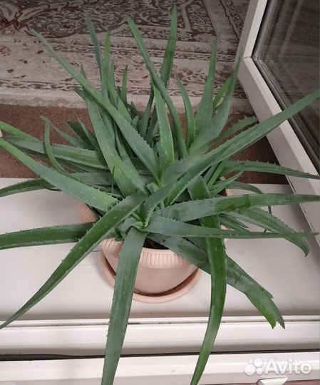 Алоэ лечебный