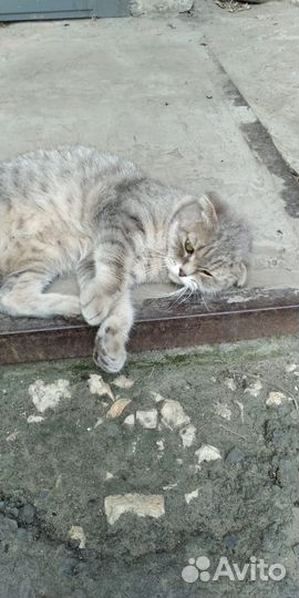 Шотландская вислоухая кошка