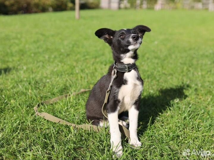 Щенок в добрые руки