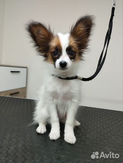 Стрижка собак и кошек