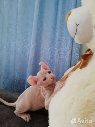 Канадский сфинкс котенок